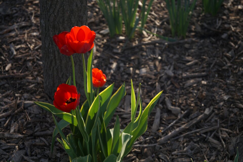 Floral green nature