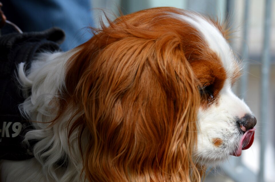 Pet animal fur
