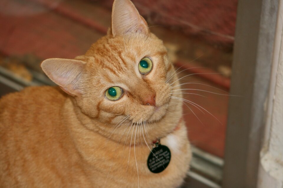 Kitty tabby green eyes