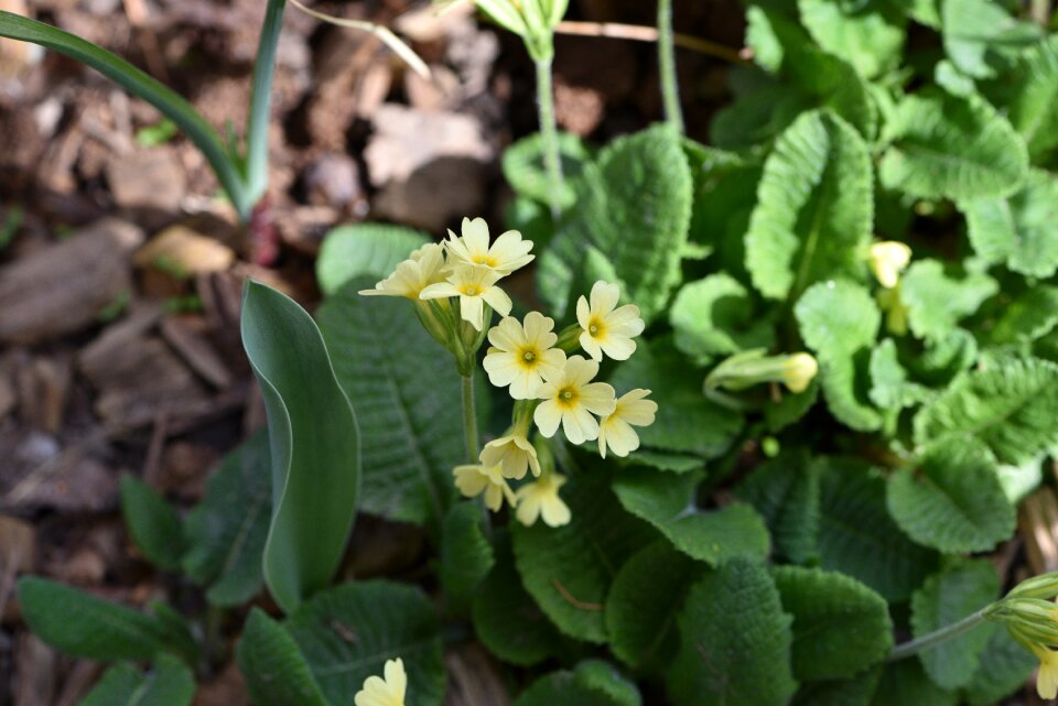Spring flower pointed flower garden
