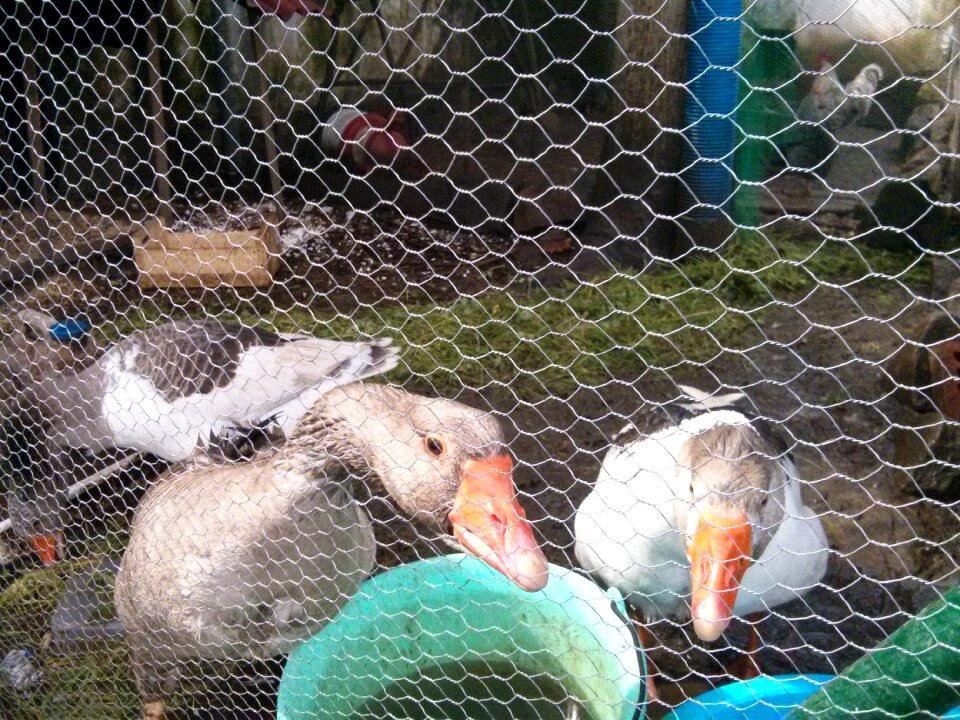 Geese farm Free photos