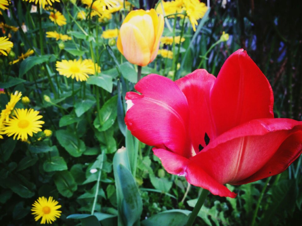 Nature blossom bloom