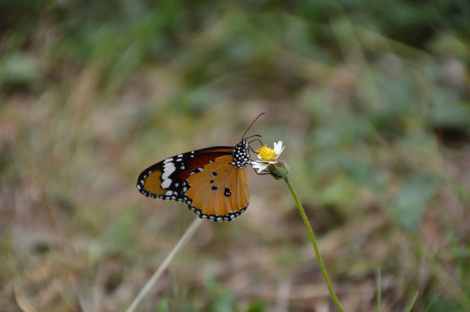 Butterfly on top Free photos