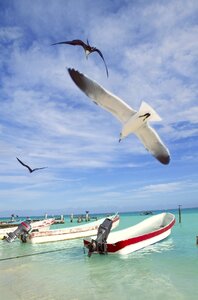 Seagull sea sky
