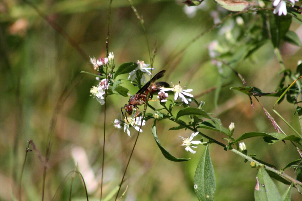White flower bugs life