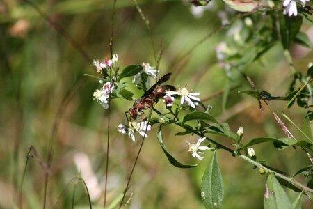 White flower bugs life