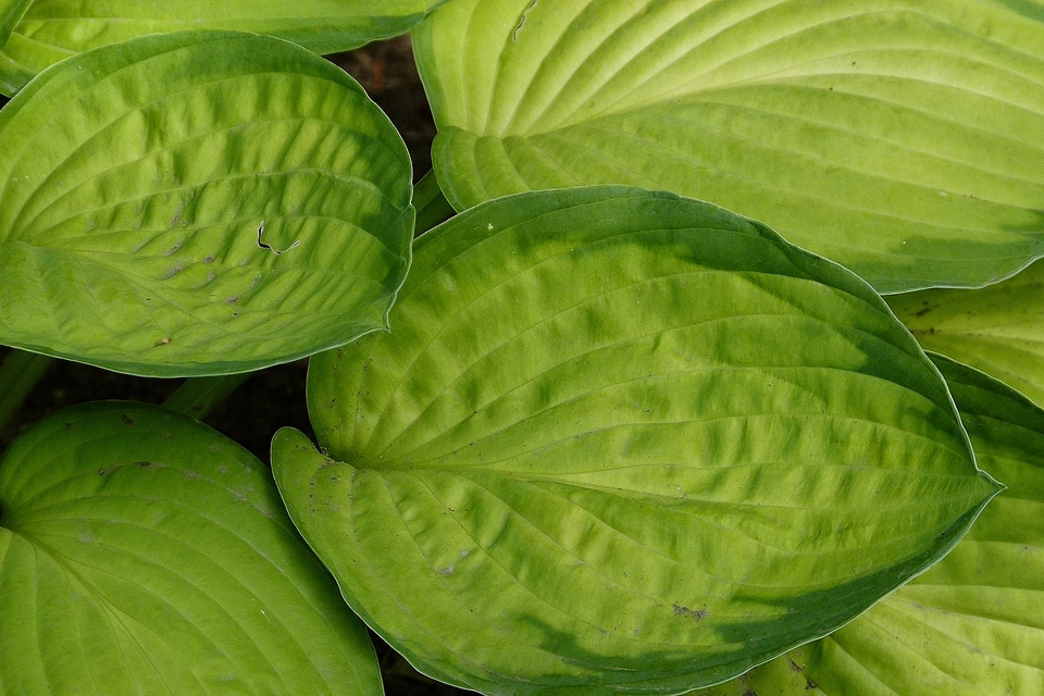 Green natural foliage