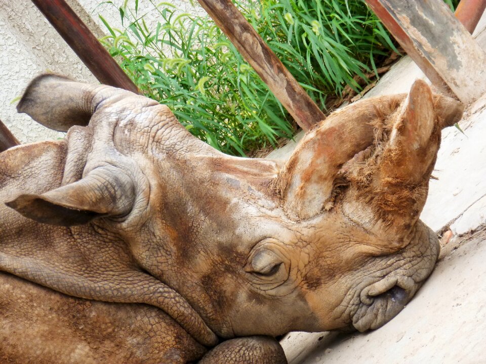 Rhino rhinoceros perissodactyla