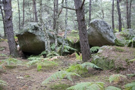 Wood hiking nature