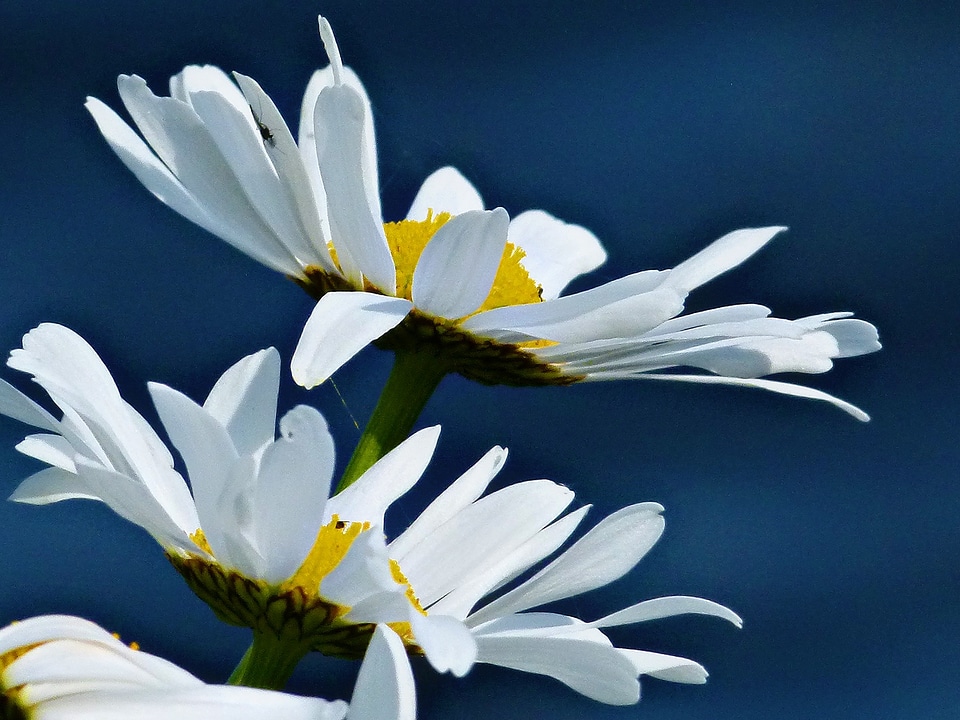 White wildflower nature