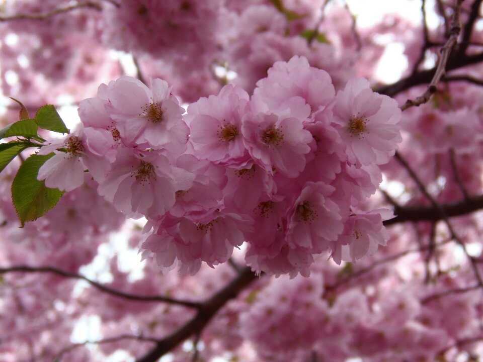 Spring cherry blossom