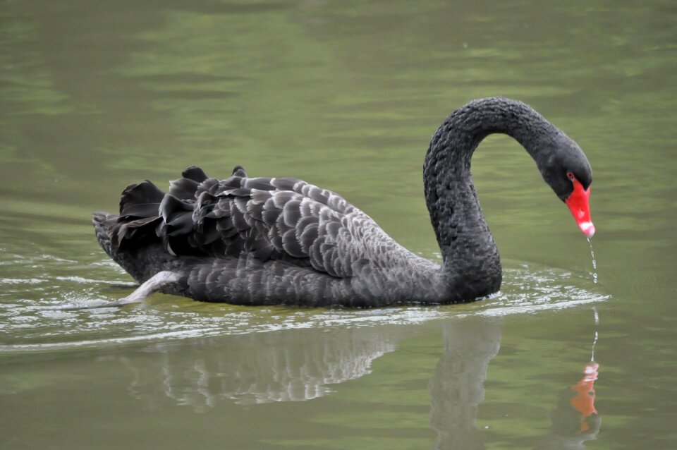 Black swan waterfowl pet