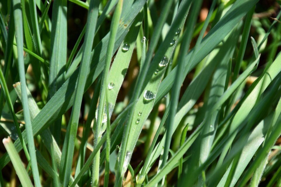 Drop of water macro close up