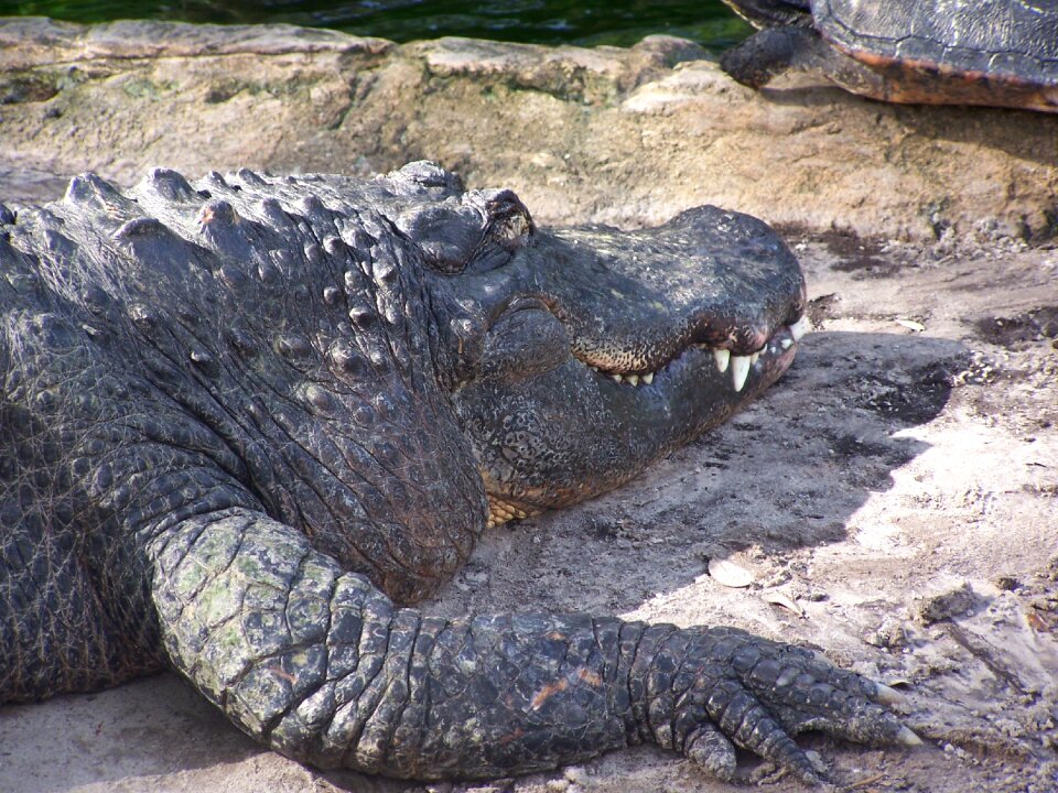 Predator teeth alligator