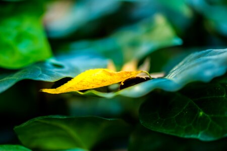 Green ueno park leaves