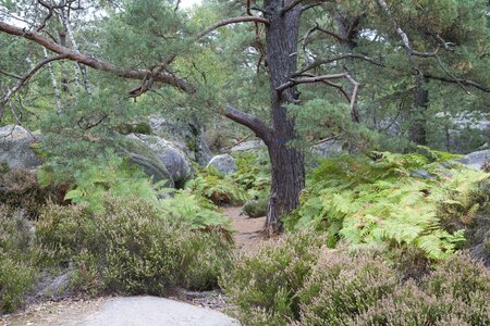 Wood hiking nature