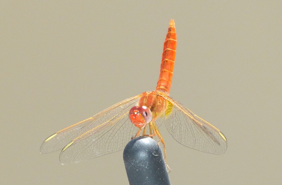 Orange wing