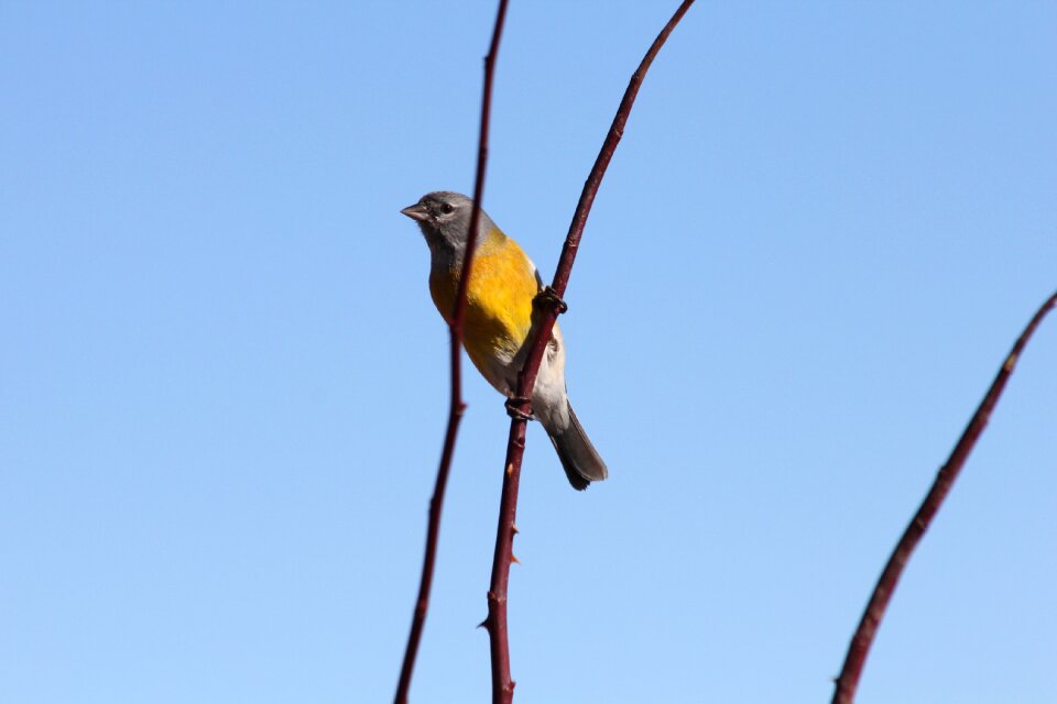 Chile south america plumage