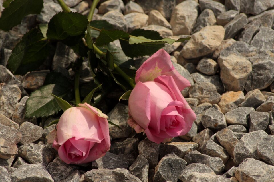 Rose pink