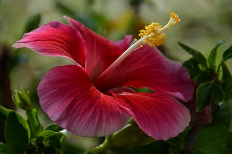 Red flower khong wong chaba