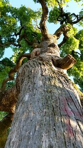 Tree nature wood