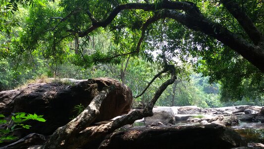 Plant water green rock