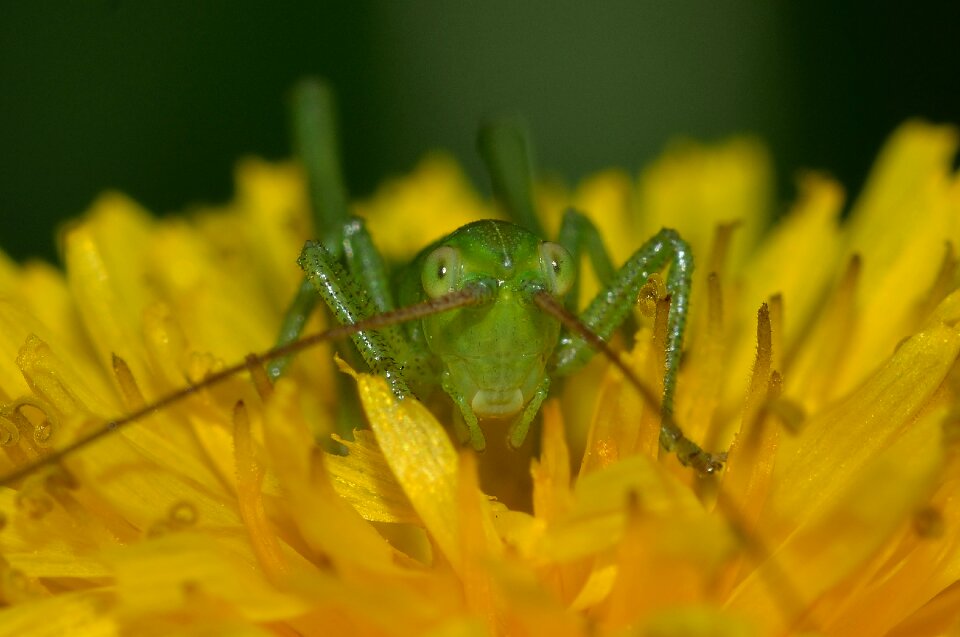 Nature young tettigonia