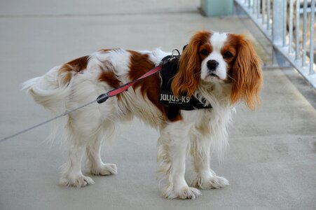 Pet animal fur photo