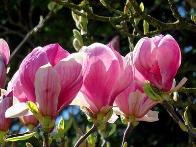 Spring pink magnolia
