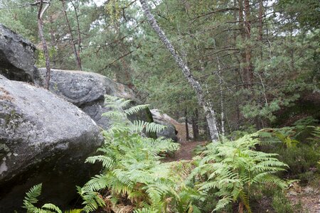 Wood hiking nature