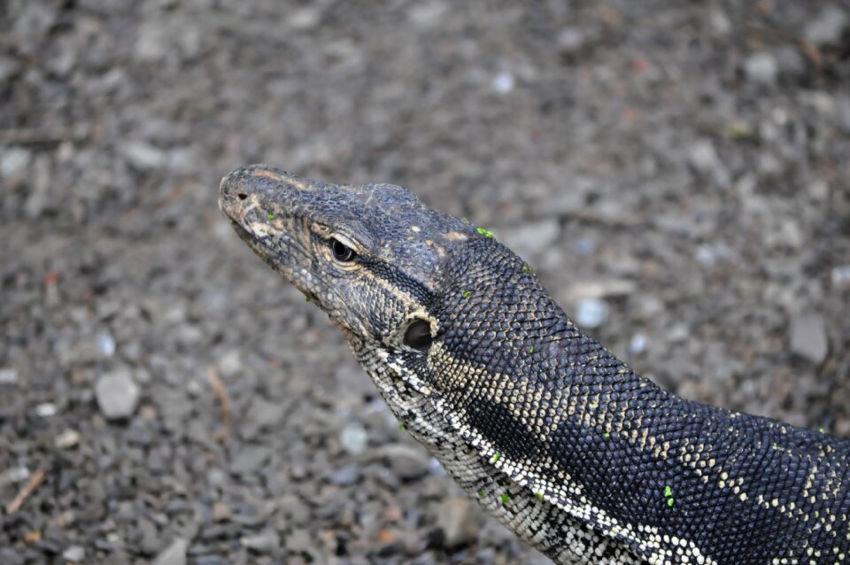 Lizard protective coloration pet