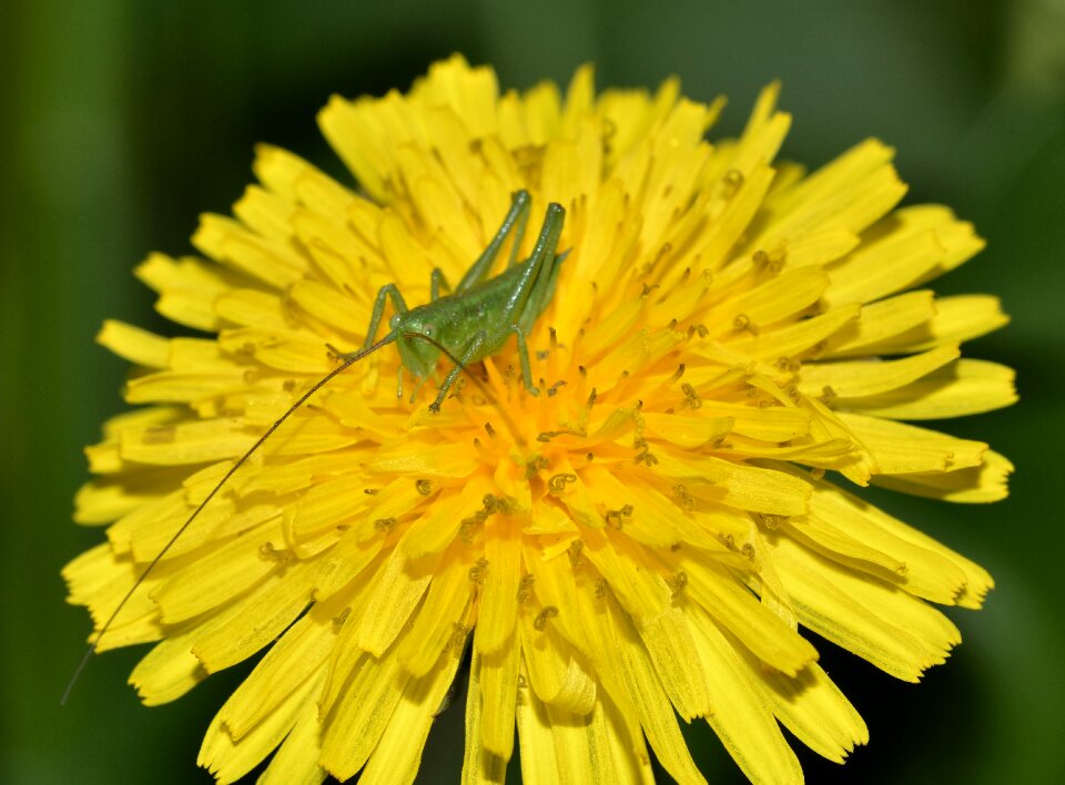 Grasshoppers young tettigonia photo