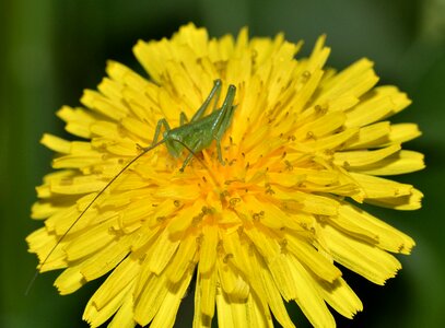 Grasshoppers young tettigonia