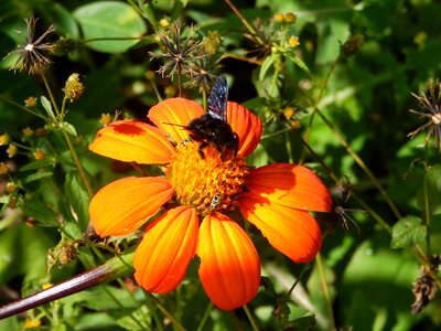 Insect bee bumblebee