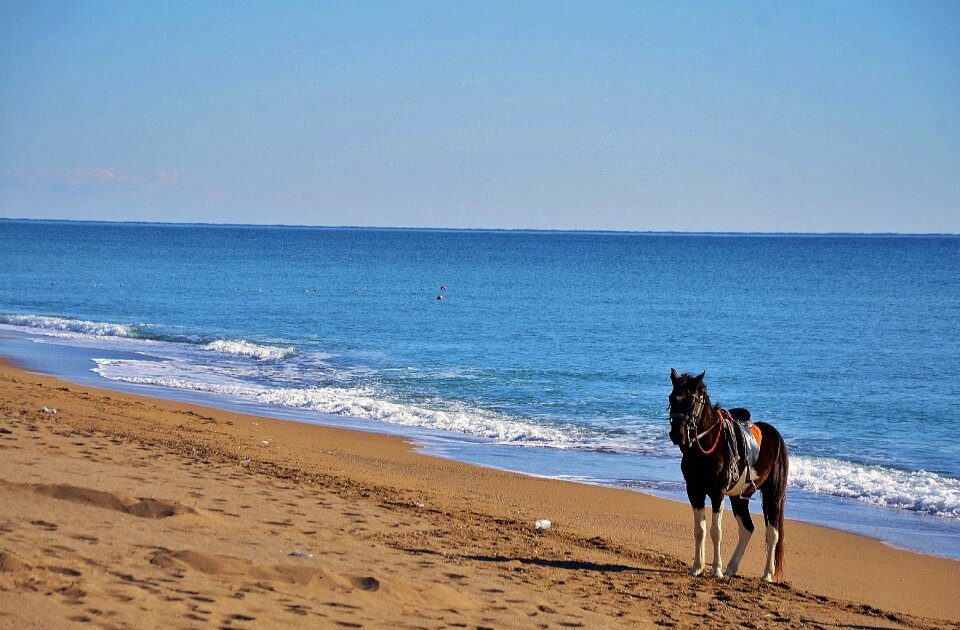 Wild mammal ocean