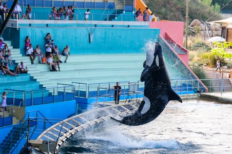 Jump zoo pool