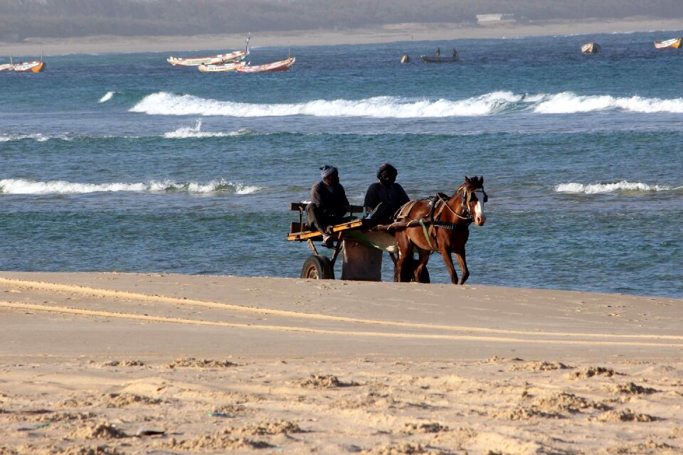 Horses waves senegal