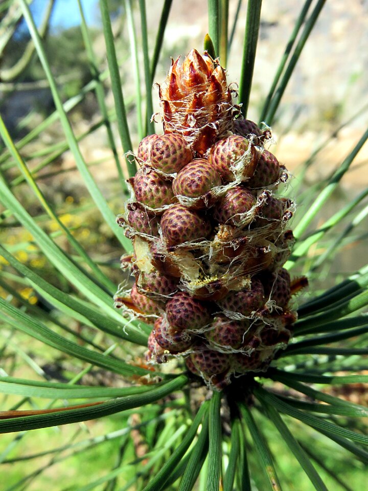 Tree fruit pine