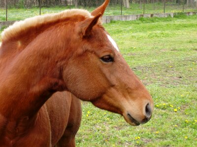 Horses riding profile