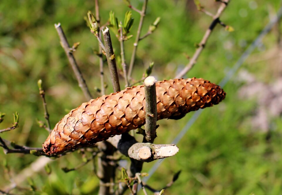 Forest cone scales nature