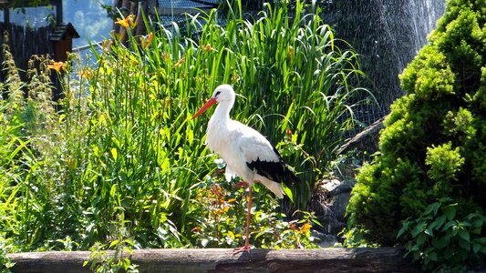 Animal fauna nature