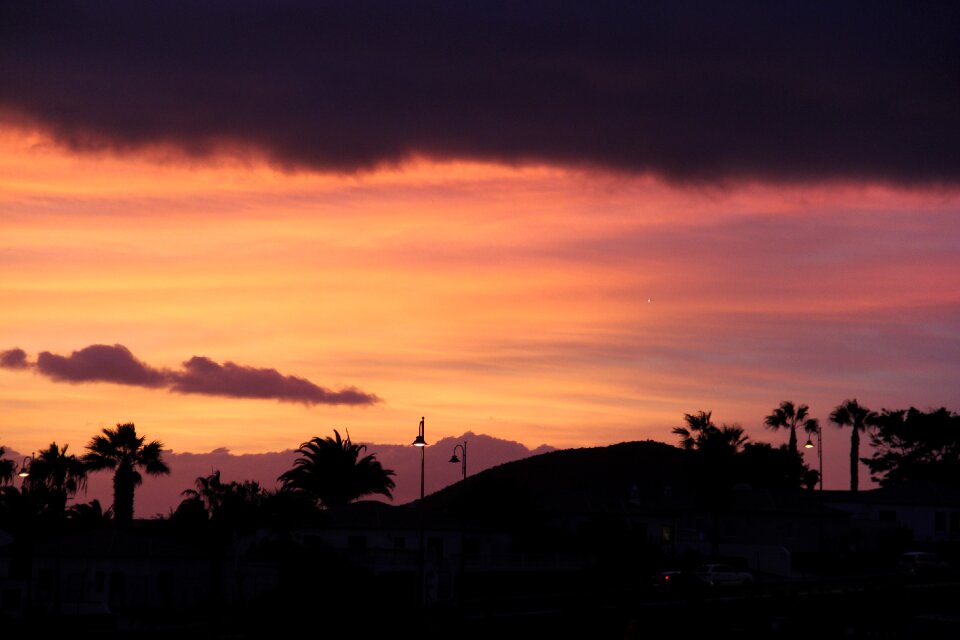 Palm trees lights violet