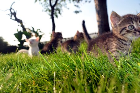 Love happy animal