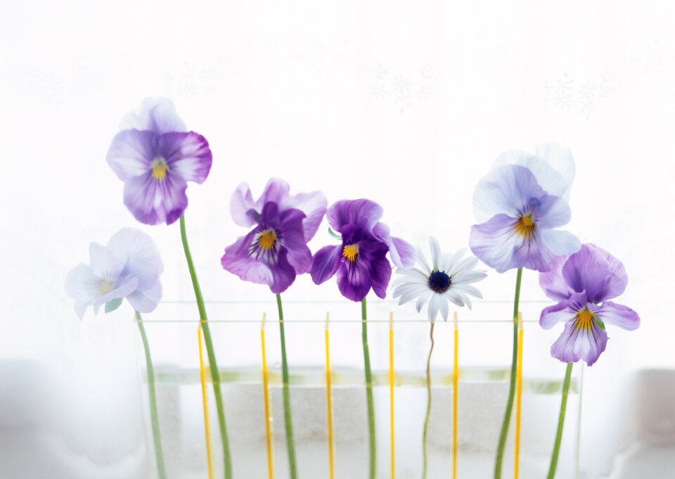 See flowers interior hwasaham