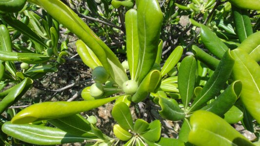 Vegetarian vegetable natural
