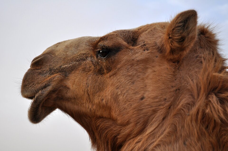 Desert sand animal