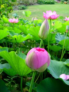 Aquatic lotus garden