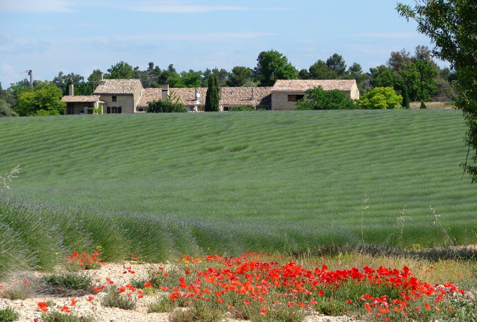 Provence lavender poppies