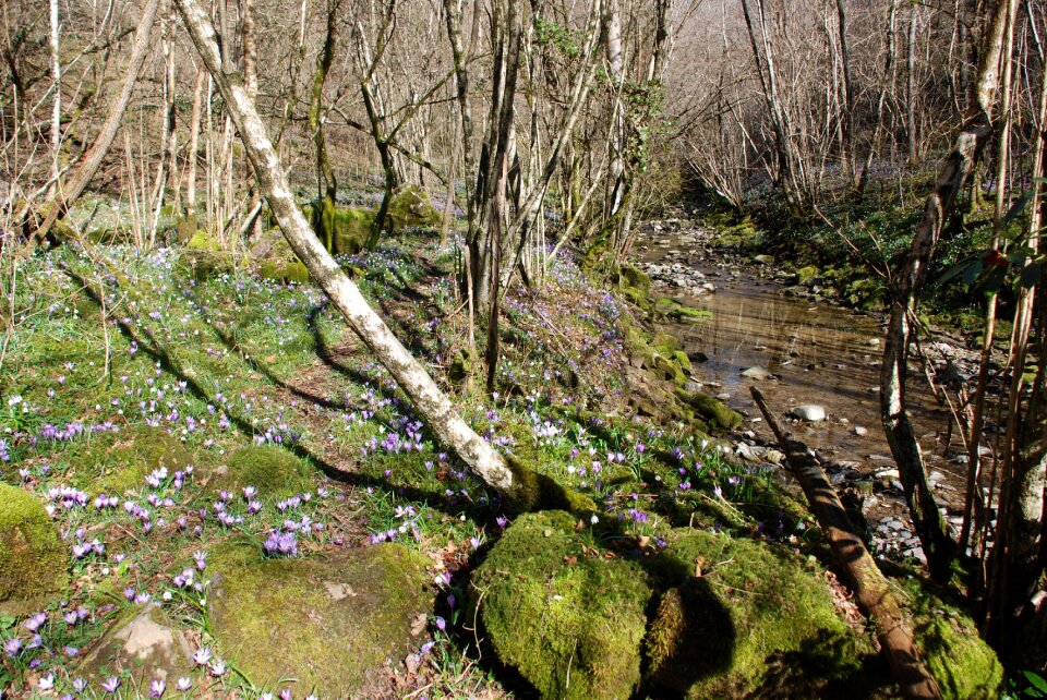 Moss stream forest