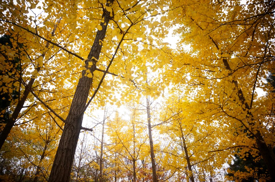 Autumn tree woods